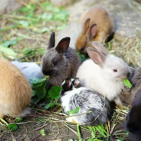 Σπίτι διακοπών Glocknerhaus *