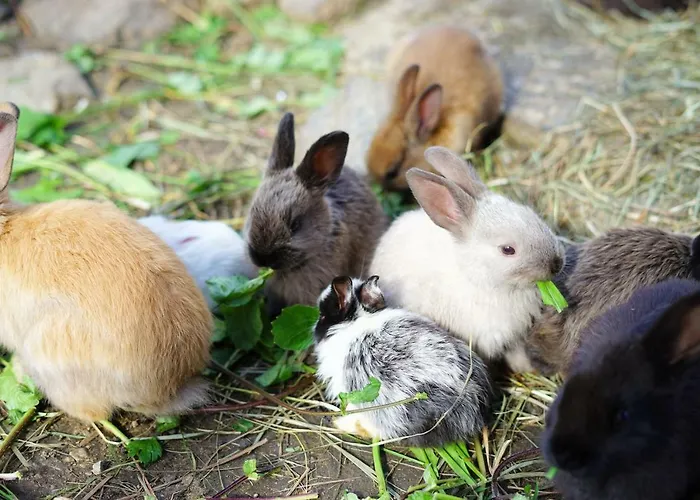 Hébergement de vacances Glocknerhaus *